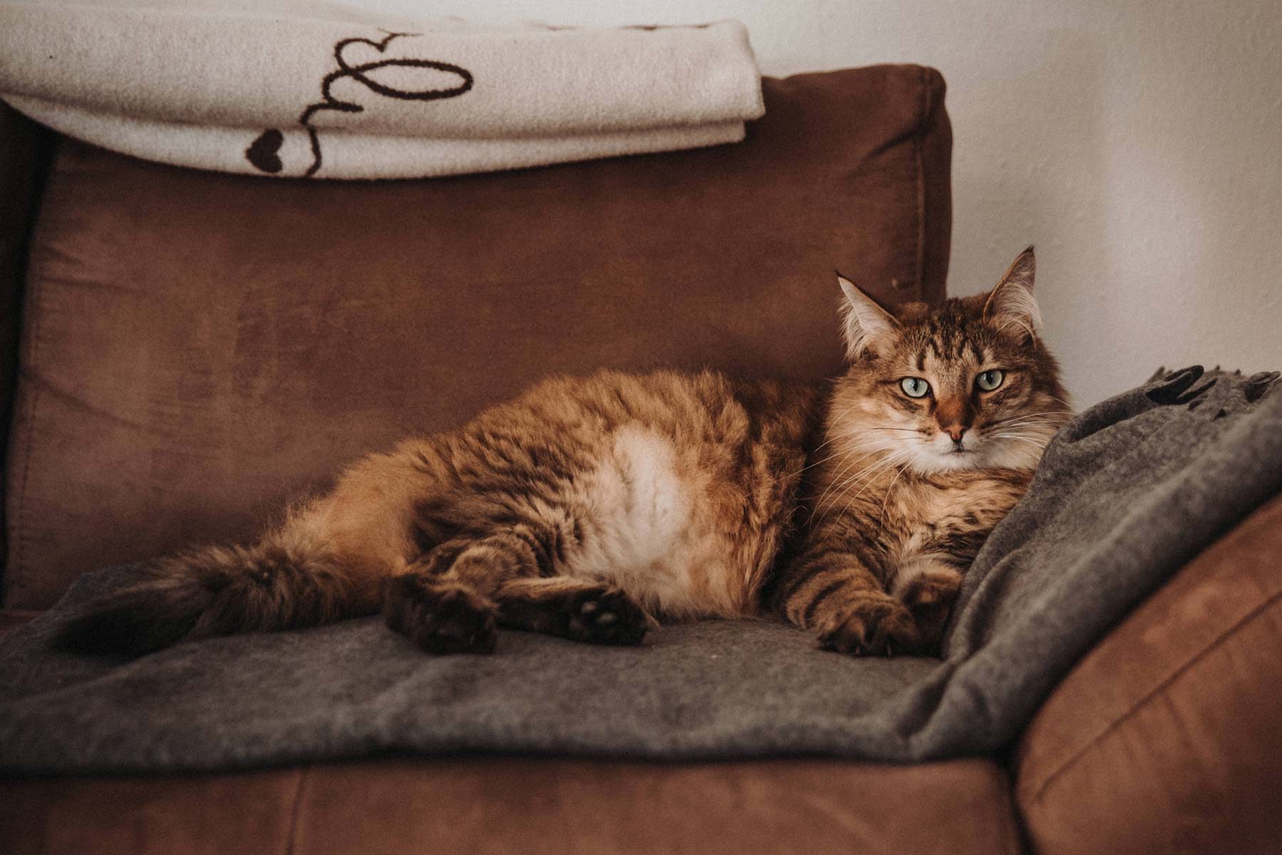 Katze auf der Couch